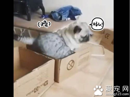 貓咪霸道不愿與巴哥分享紙箱