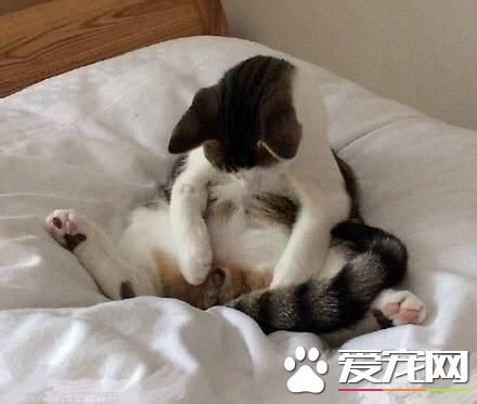 把寵物閹割是愛寵物嗎？
