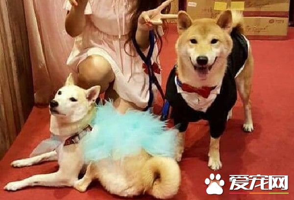 上班看到這份小驚喜 汪汪舉雙手投降樣子超萌