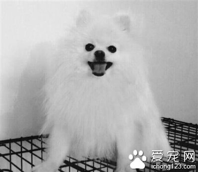 女主人愿意懸賞萬元尋找走丟的“溜溜”  一只陪伴她10年的博美犬