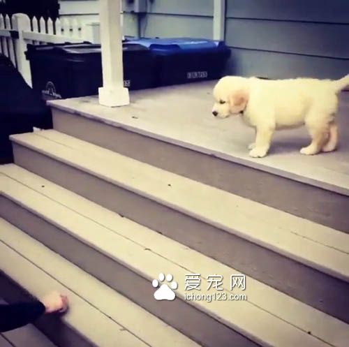 不會下樓梯的耿直小狗一躍而下 讓人捏一把冷汗