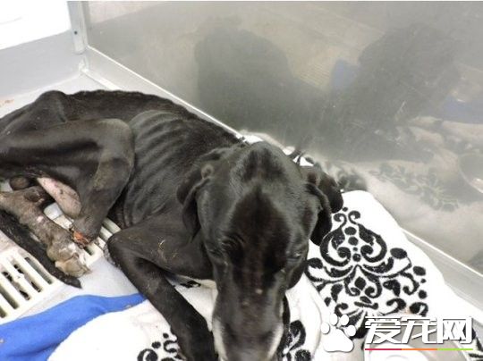 美國發生殘忍虐狗事件 狗狗被餓到啃自己的腿