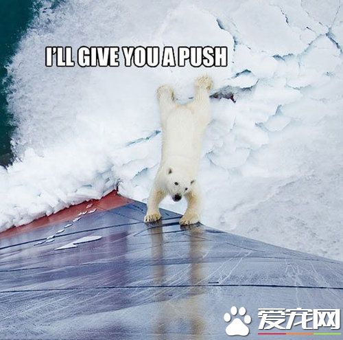 巧遇北極熊 幫忙推船的創意劇情超可愛