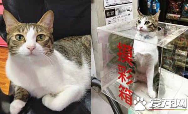 虎斑<a href=/zhonglei/mao/ target=_blank class=infotextkey>貓</a>被收編3個月后 體重開啟幸福肥之旅