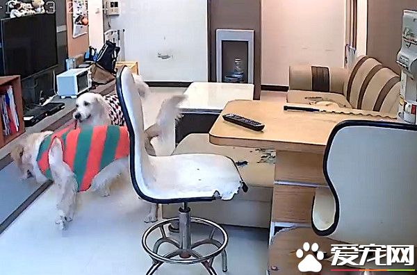 肉搜這個小變態！黃金獵犬被汪妹強行脫衣