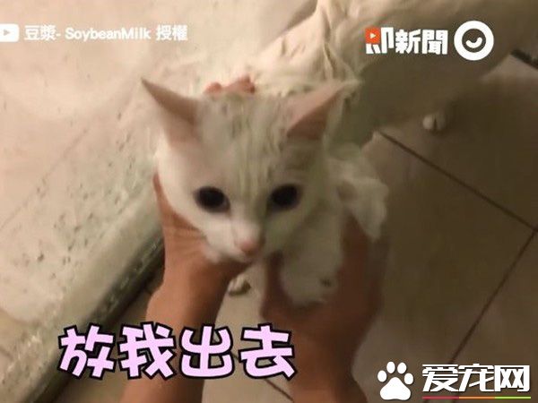 貓界女神豆漿不小心讓身體沾上屎味 被奴才抓洗澡