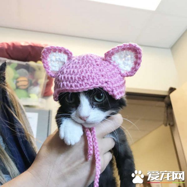 貓咪耳朵尾巴被割掉 在志工幫助下找到超適合的貓奴