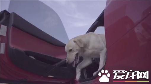 人生勝利組 狗狗約會有跑車有游艇