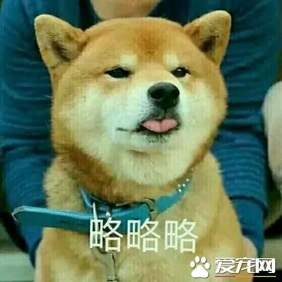 不會吐舌頭的寵物不是好寵物