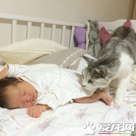 15歲貓哥哥自從妹妹出生 變身超溫柔稱職保姆