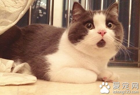 “驚訝貓”走紅網絡 今天你被驚訝到了嗎