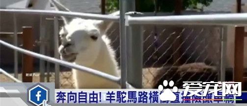 大馬路上驚現羊駝狂奔 口渴直沖星巴克想要喝咖啡