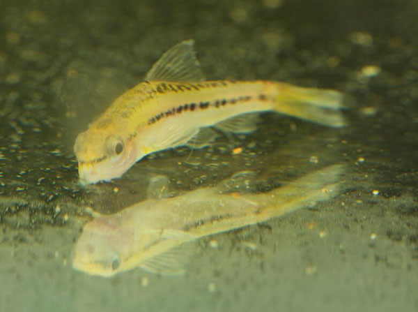 泥鰍和金魚能混養嗎