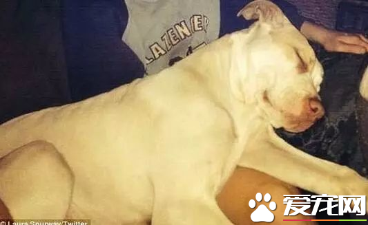 澳洲比特犬Buddy奮不顧身救落水男孩，警察卻說：<a href=/zhonglei/gou/ target=_blank class=infotextkey>狗</a>具有攻擊性必須抓起來