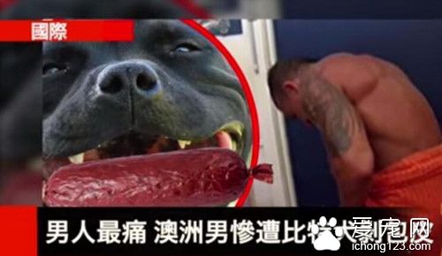 澳洲男作死整蠱比特 沒想到下一秒發生了悲劇