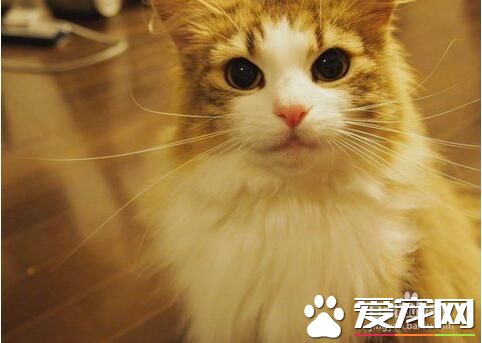 折耳排名歡迎榜第一名 最受吸貓者的排行榜