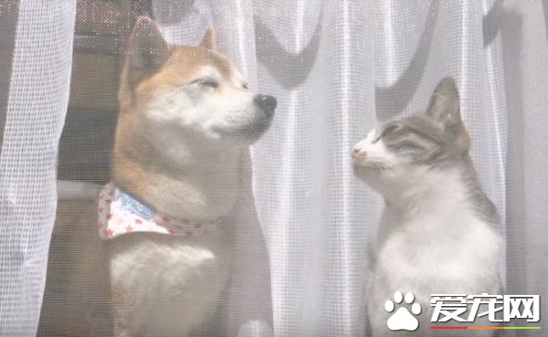 貓狗好朋友門邊曬太陽 暖烘烘超舒服的感覺