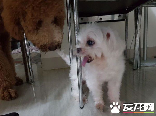 冬蟲你在哪! 身高150cm的標準貴賓霸氣現身