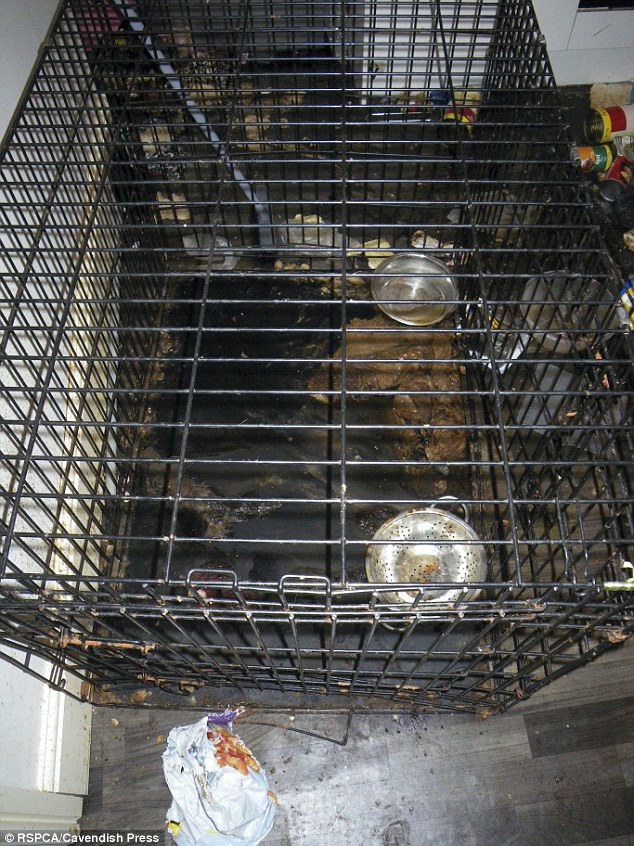 女子因分手餓死寵物狗拋尸垃圾堆 因涉嫌虐待動物被判18個月緩刑