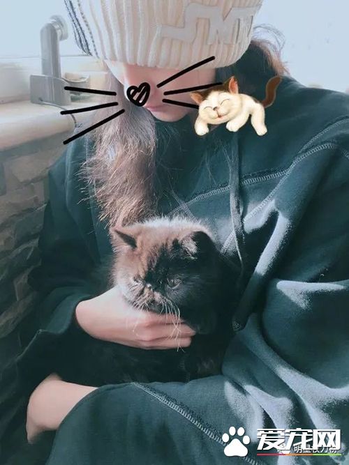 女神劉亦菲楊冪吸貓，明星與萌寵的互動畫面誰的最溫馨有愛？