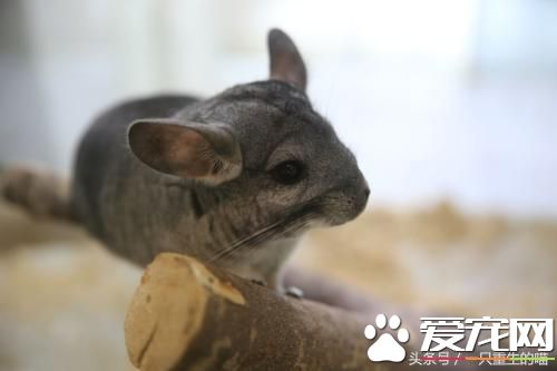 最受歡迎的寵物，喜歡小動物的你一定你養過
