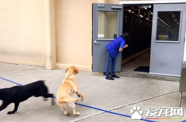 紐約導盲犬學校火警訓練 174只狗狗順利清空