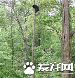 貓咪護家發虎威 兩次將300余斤大黑熊逐上樹