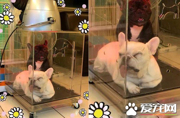 法斗兄弟散步回家 靠門睡吐舌變極致鳳眼