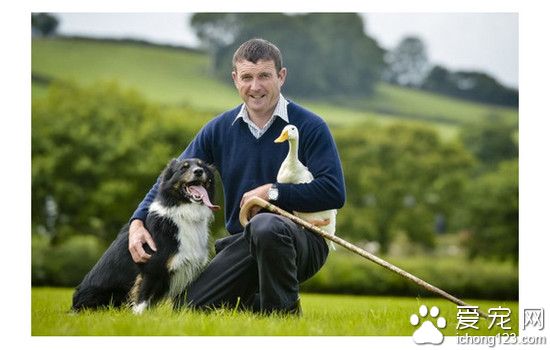 一只邊境牧羊犬在主人的訓練下能完成趕鴨子的工作