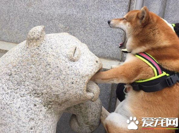 怎么辦手手被石獸咬了 超生動表情讓網友笑噴
