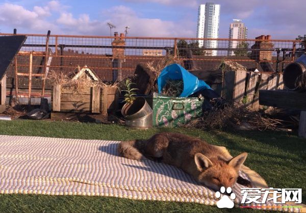 不請自來的天兵狐貍 擅自加入曬太陽行列