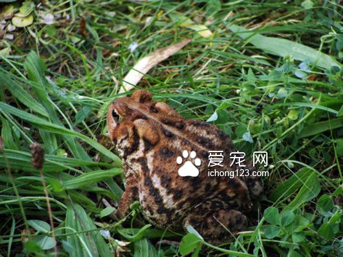 有著一顆溫柔心的虎斑貓和蟾蜍當好朋友