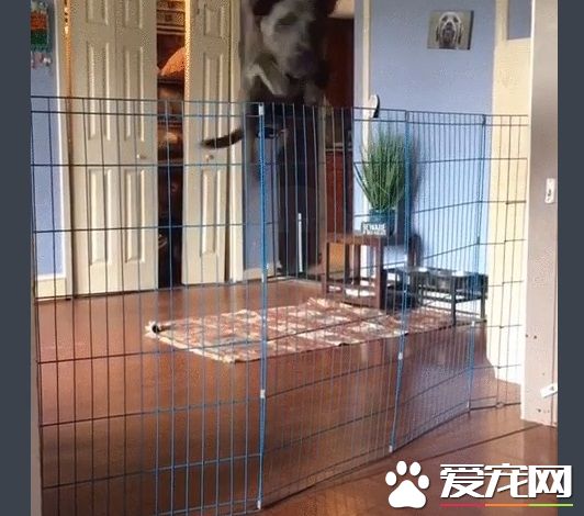 再高的圍欄都擋不住的大狗狗 死穴居然是吸塵器