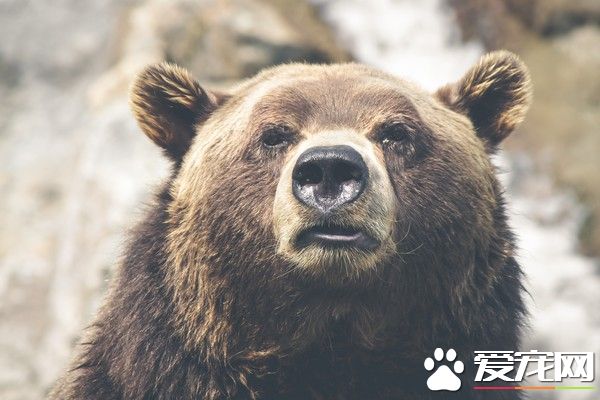 3歲的小男孩森林迷路 獲救稱一只熊照顧著他