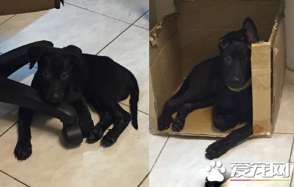 吃豆腐吃的太明顯啦! 好色米克斯專挑美女下手