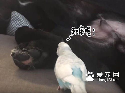 鳥兒吵醒了睡夢中的狗狗被直接打飛 十分有趣