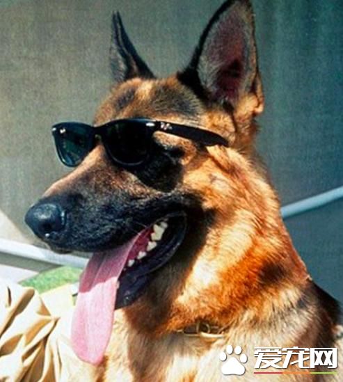 狗能入黨決定國家命運，貓能繼承上億資產，西方人的腦洞有多大？