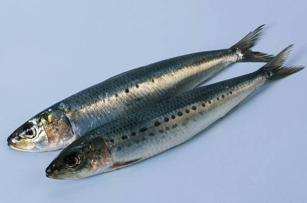 青條魚為什么那么廉價?