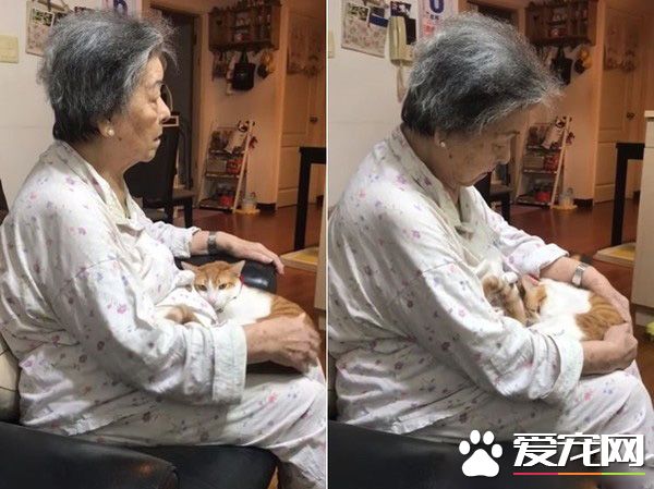 阿嬤的跟屁蟲 被截肢貓咪暖心陪伴老人