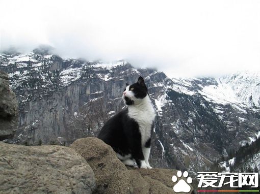 瑞士山區迷路 神秘貓咪出現救援