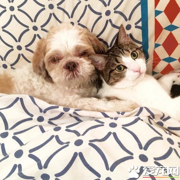 狗狗從汪星移民到喵星 變身超級奶爸