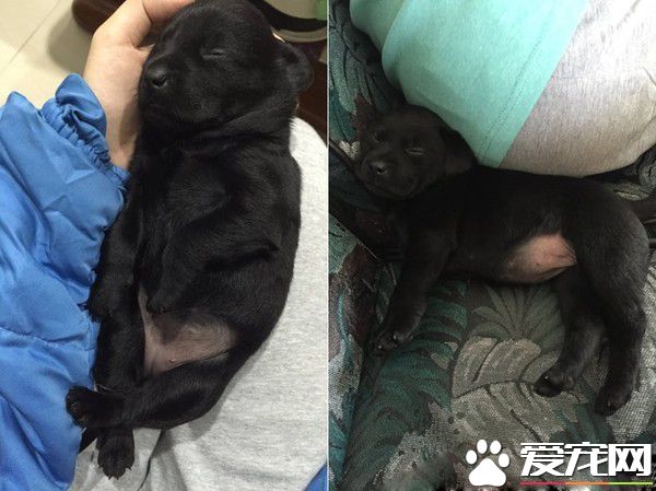 PO出自己與家中毛孩的合照 母女臉相似度高達99%