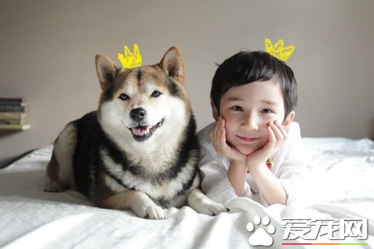 探秘：FACEBOOK上火的一塌糊涂的八只網紅柴犬