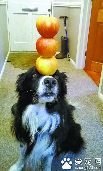 邊境牧羊犬平衡感超好 人看到自愧不如