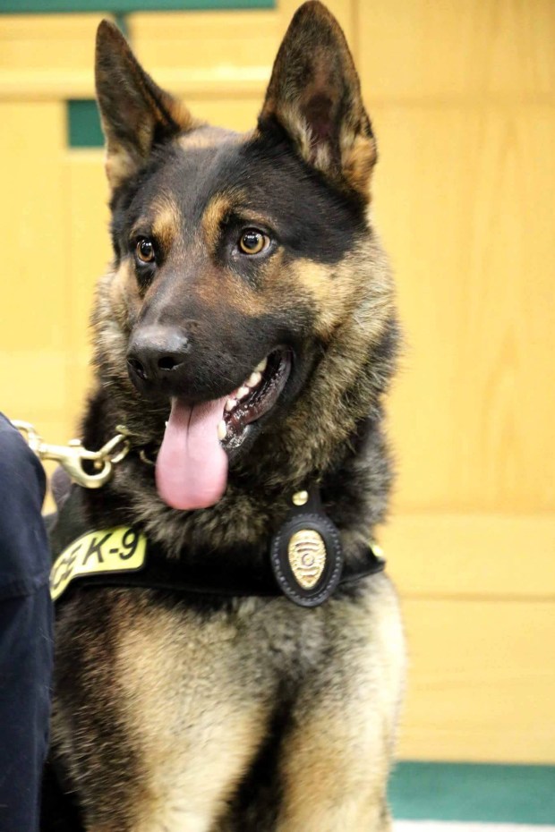 英勇警犬執行任務犧牲 致敬k9防彈背心以吊念