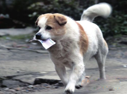 解碼狗狗在生活中的特異功能