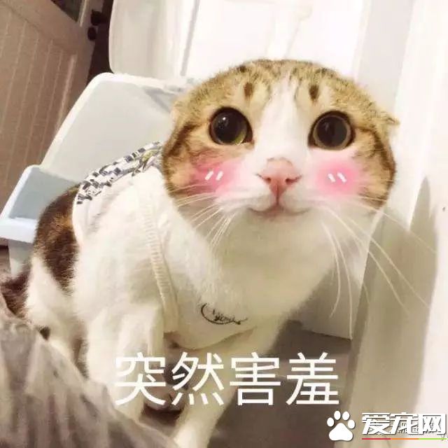 擼貓擼出70萬債務？你是集齊這些網紅貓了嗎？