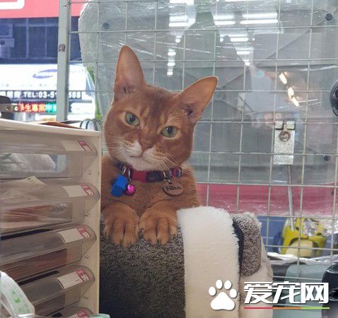 臭臉喵店長當監視器 緊盯員工上班模樣超霸
