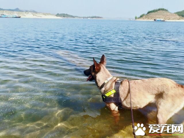警犬很辛苦？和寵物狗一比，警犬待遇不比王思聰愛犬王可可差！