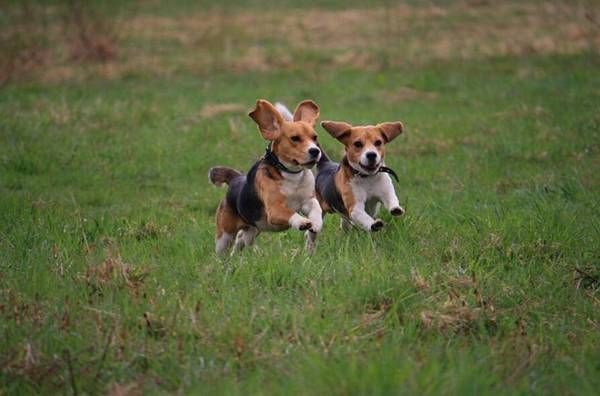 比格犬幾個月停止生長